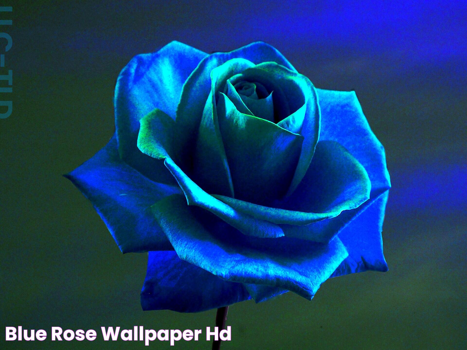 Blue Rose: The Mystique Of A Symbolic Flower