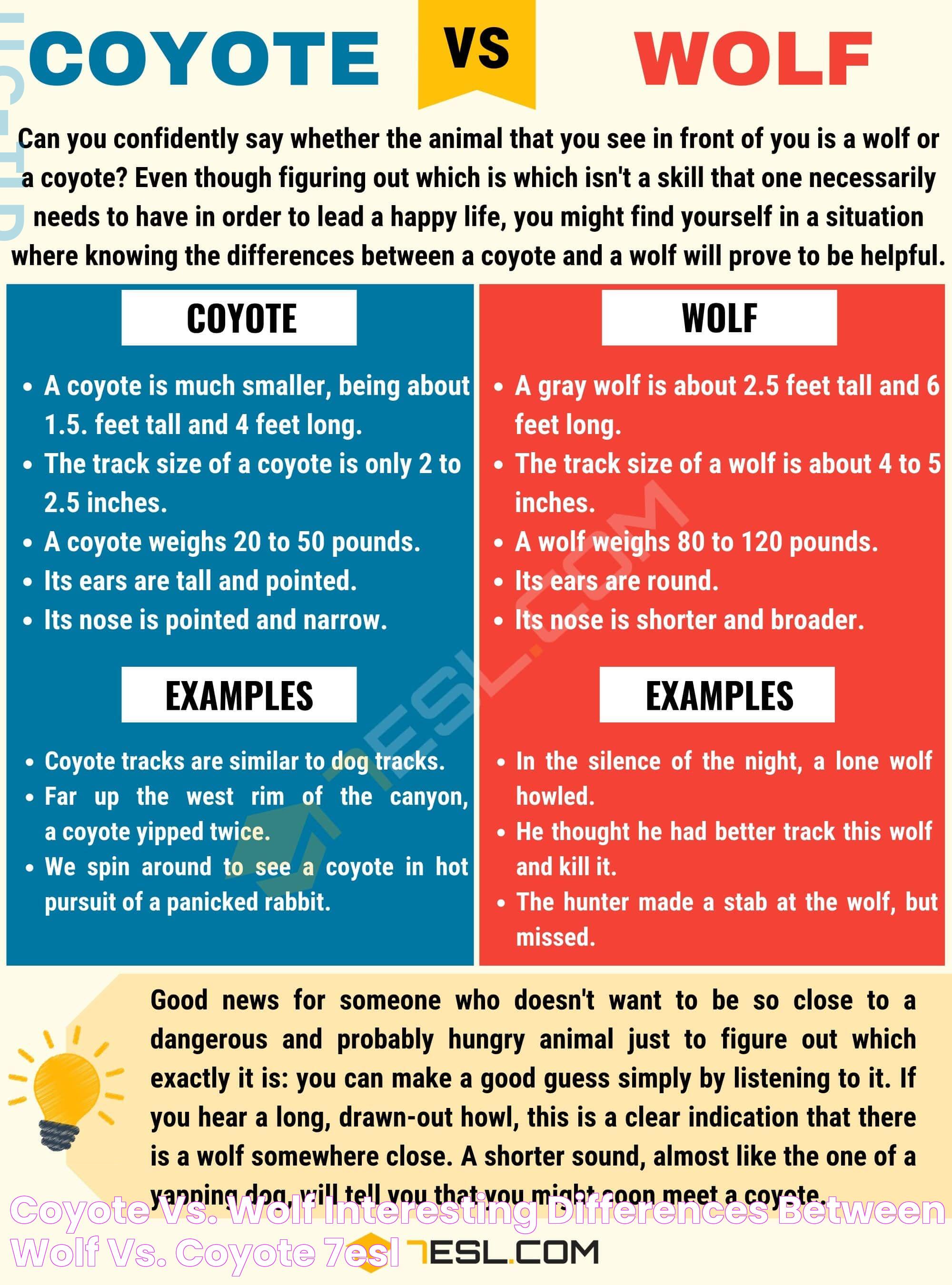 Coyote Vs Wolf: Nature&rsquo;s Intriguing Predators Clash