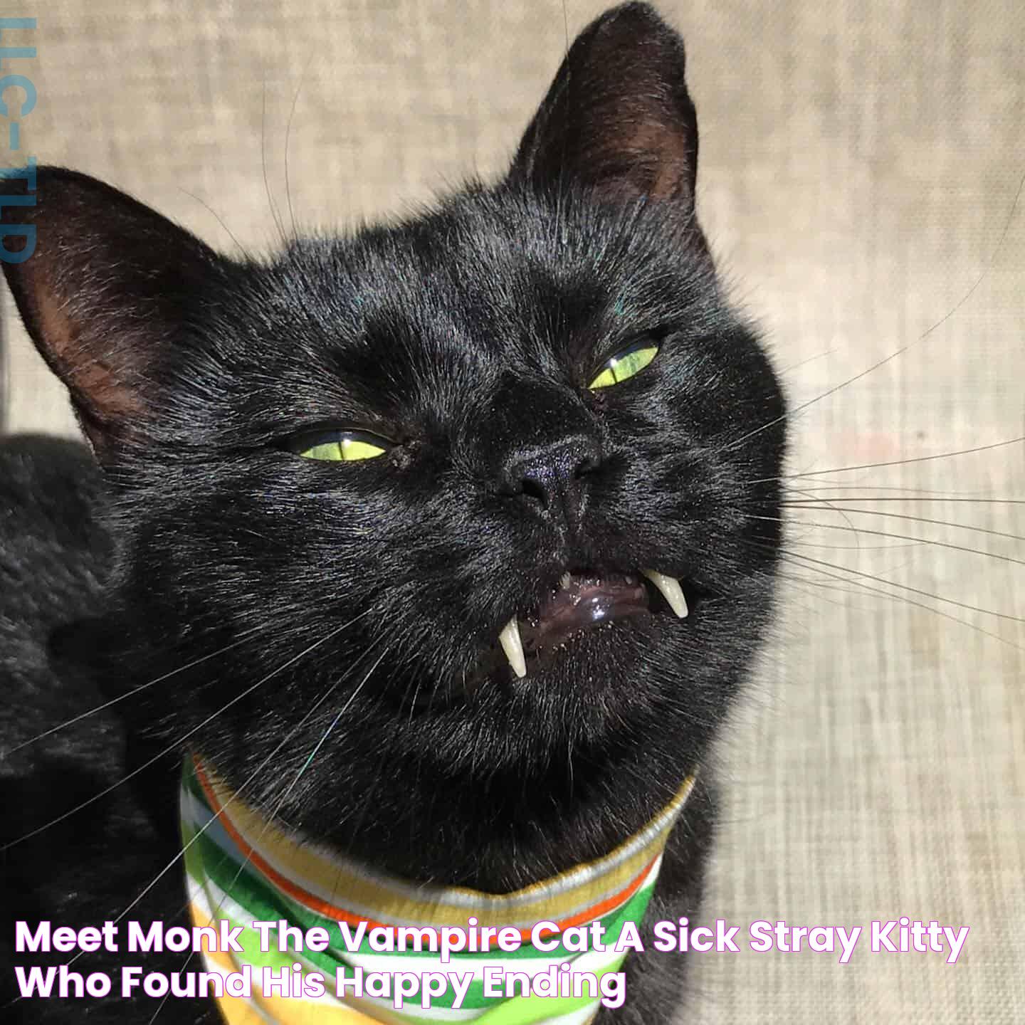 Cat Vampire: A Deeper Dive Into The Mysteries And Myths