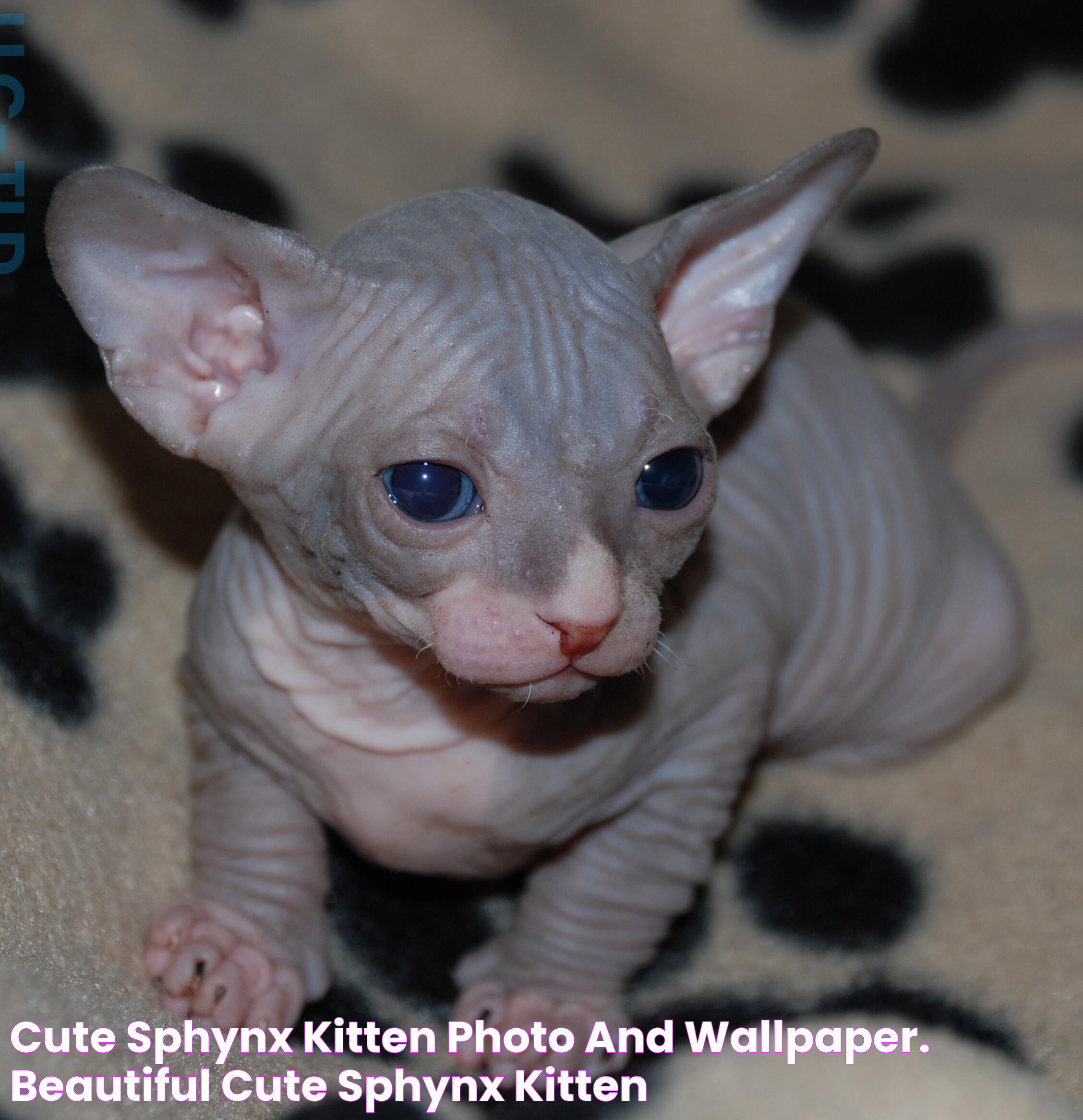 Affordable Luxury: The Surprising Truth About Sphynx Kitten Price