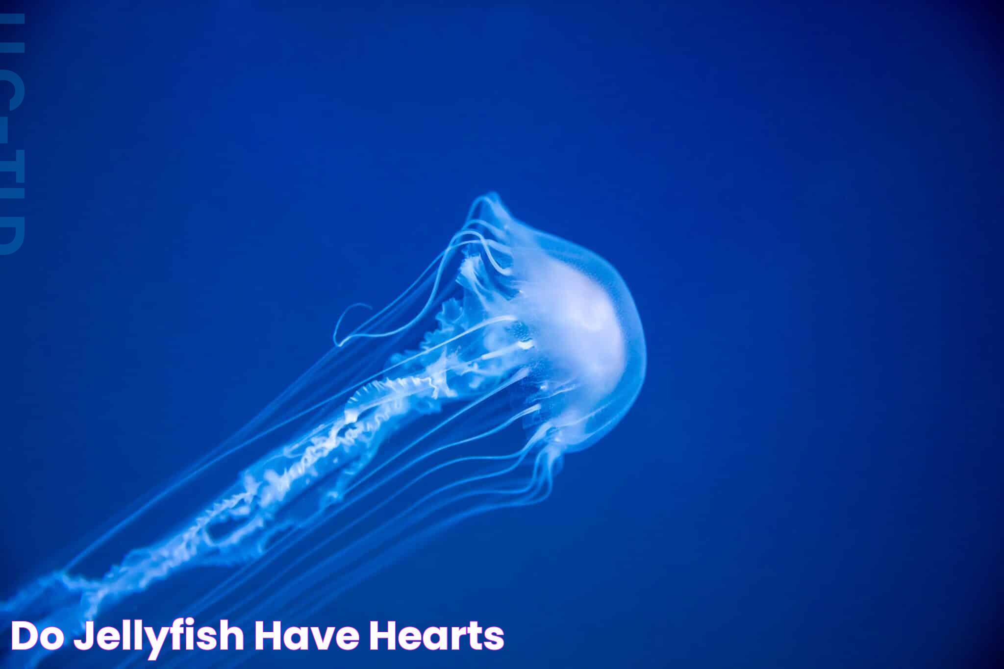 Jellyfish Anatomy: Do Jellyfish Have Hearts?