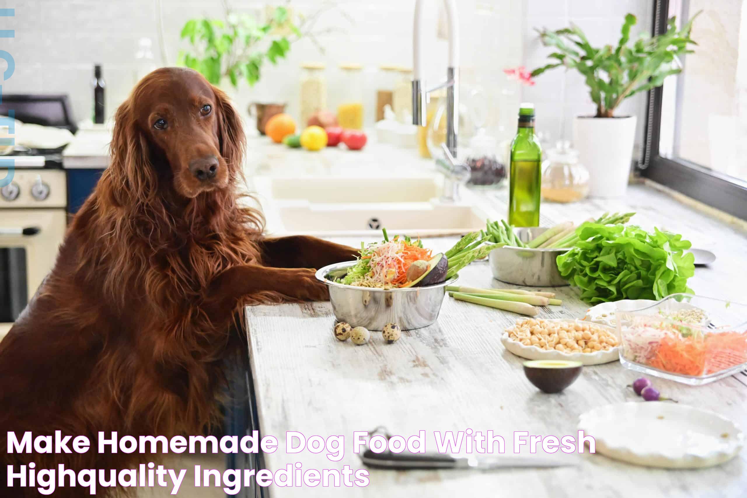 Mastering Homemade Dog Food: A Guide For Pet Owners