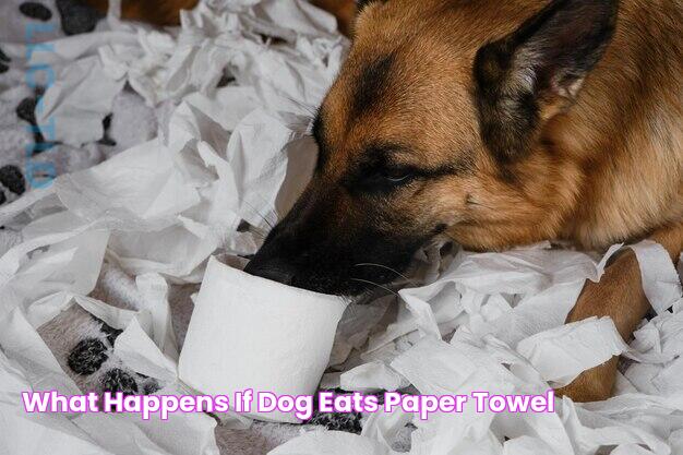 When Your Dog Eats A Paper Towel: Causes, Risks, And Solutions