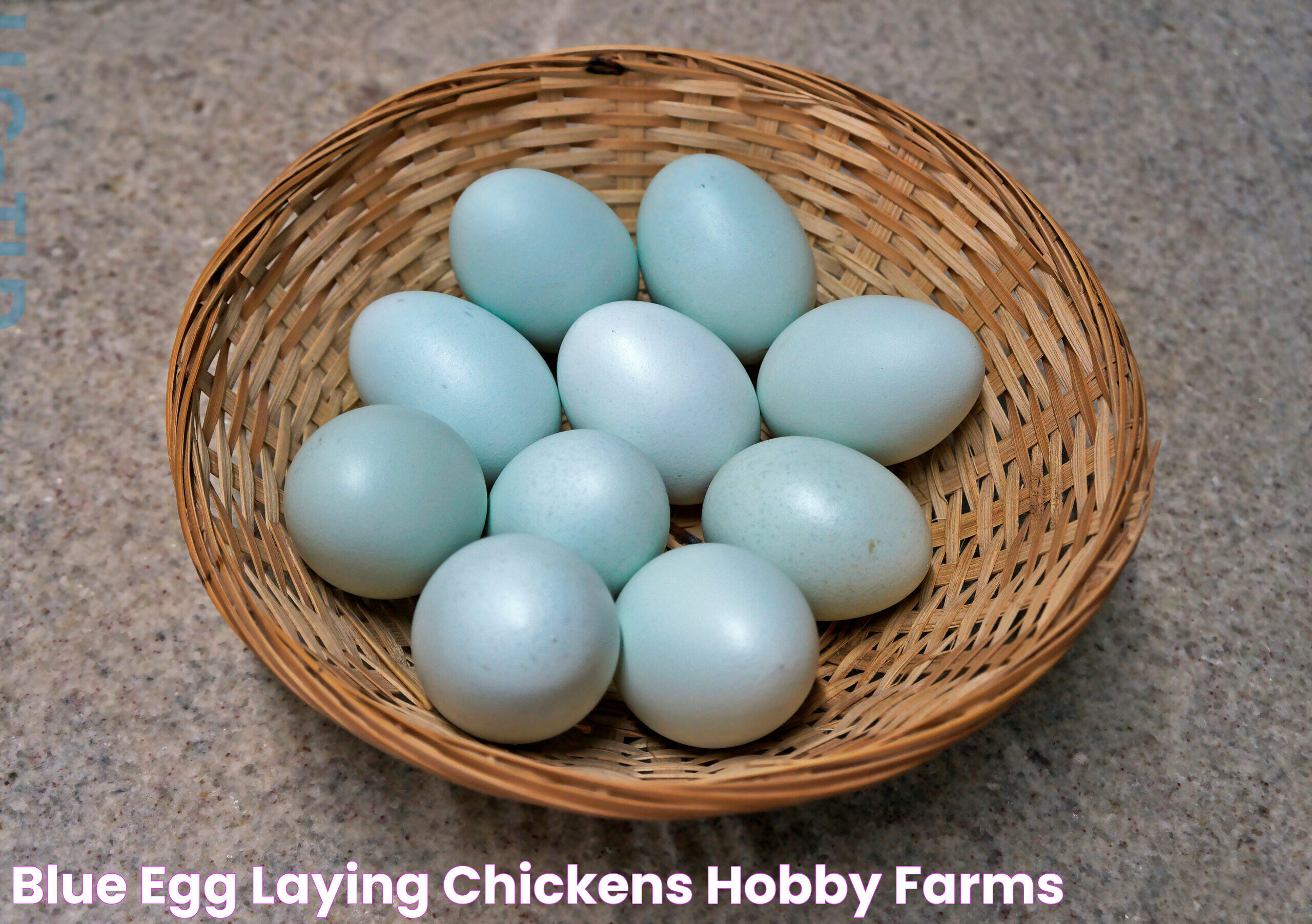 Blue Egg Laying Chicken: A Unique Addition To Your Poultry Farm