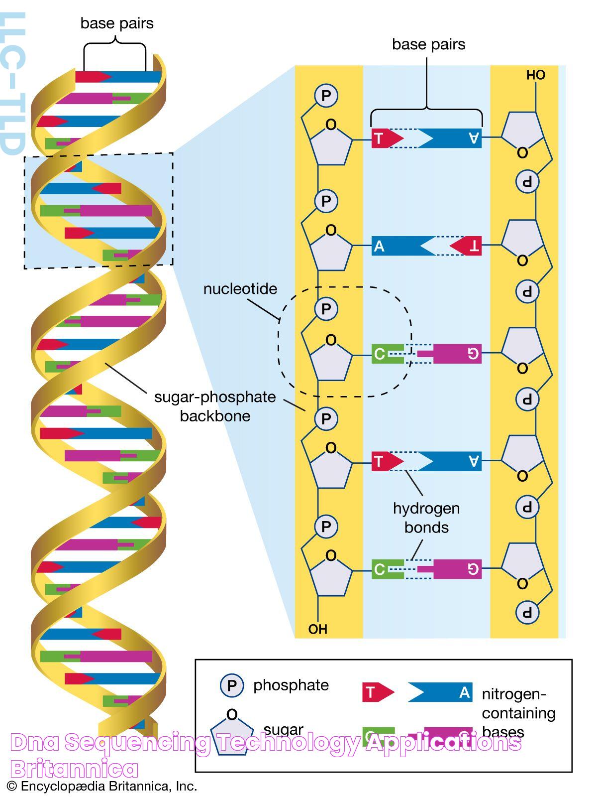 What Is DNA: The Blueprint Of Life Decoded