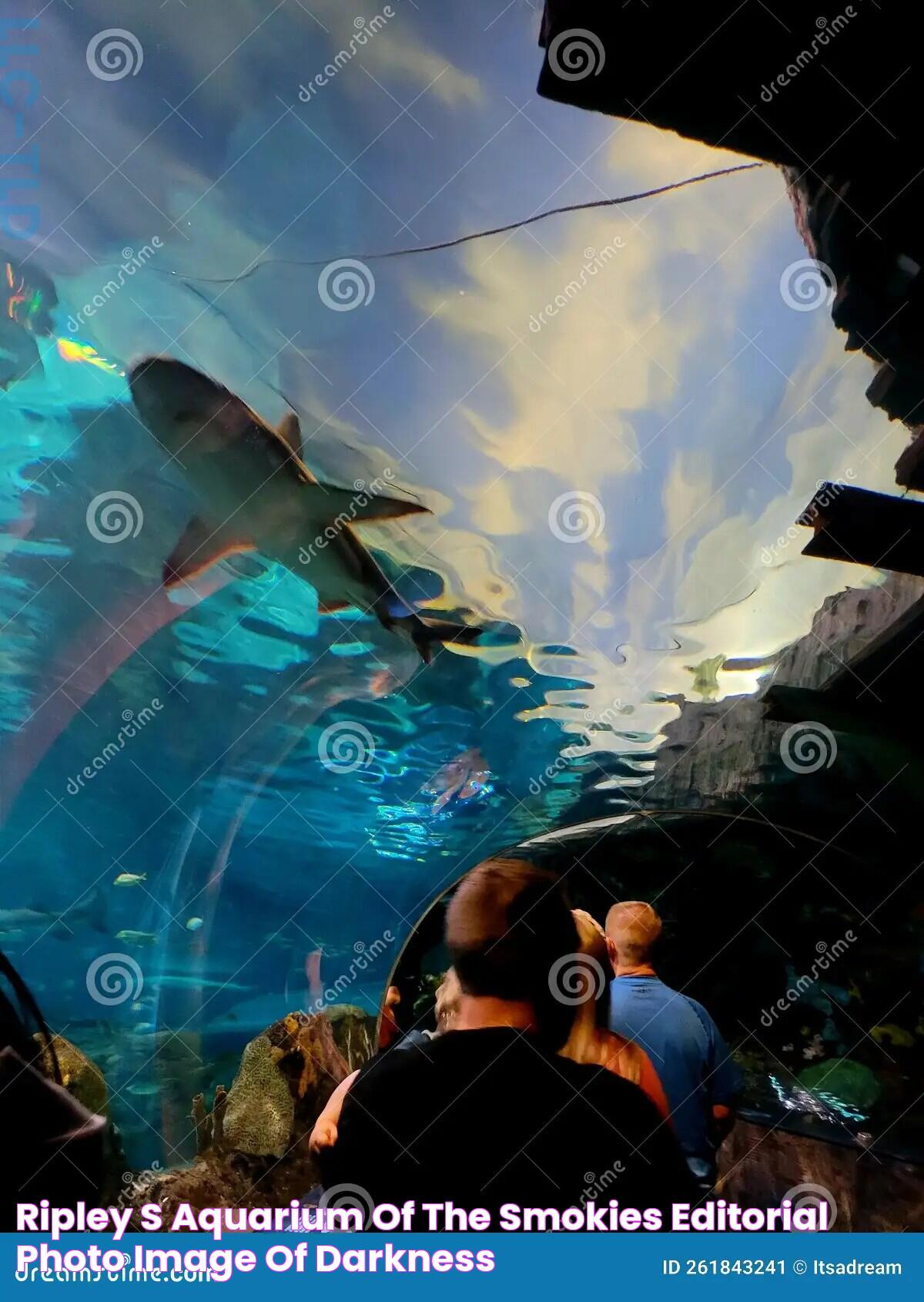 Ultimate Guide To Ripley's Aquarium Of The Smokies: A Must-Visit Attraction