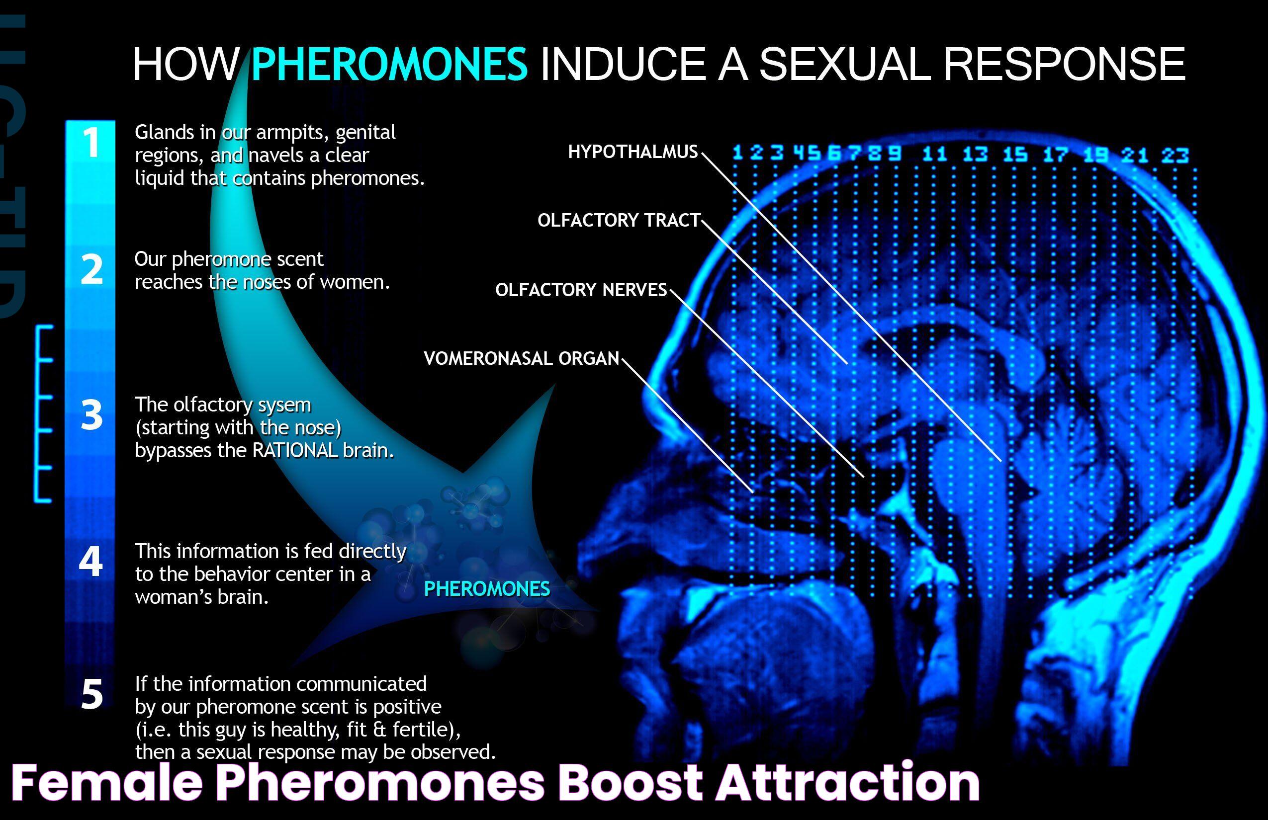 Comprehending The Pheromones Definition: An Insightful Guide