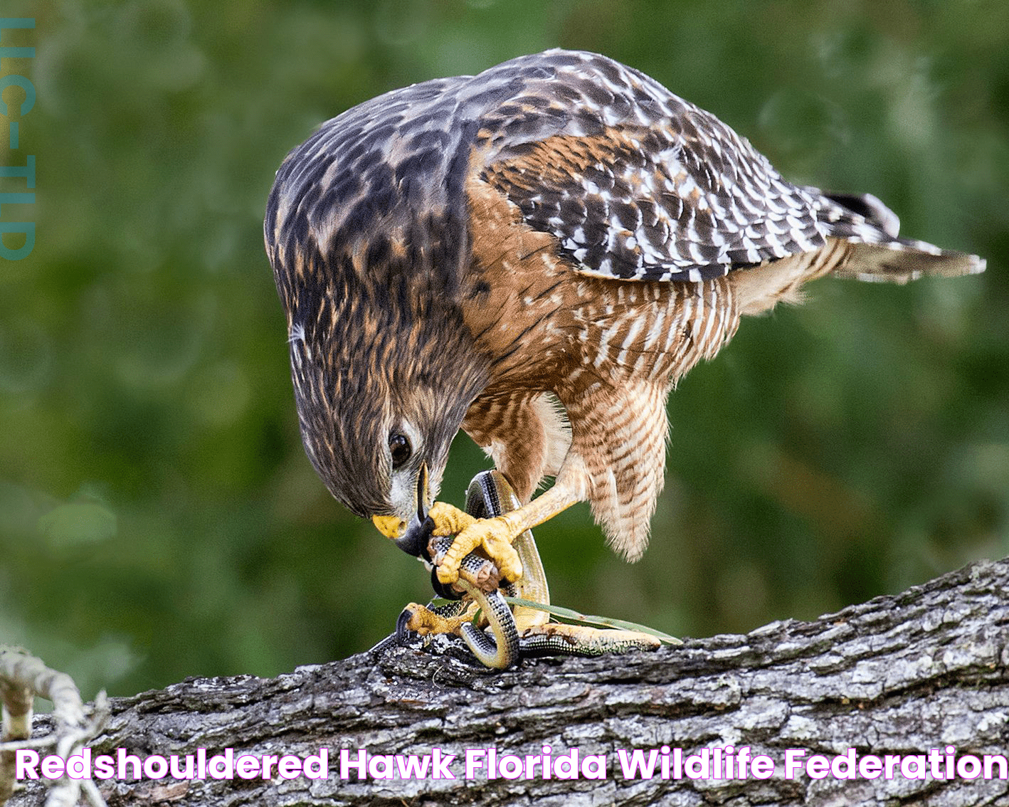 Red-shouldered Hawk: A Majestic Raptor's Role In Our Ecosystem