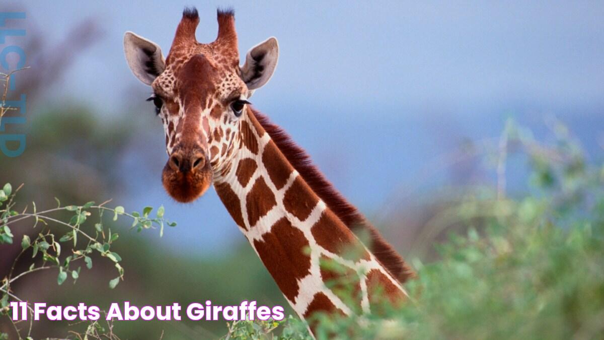 Giraffes' Diet: What Do Giraffes Eat?