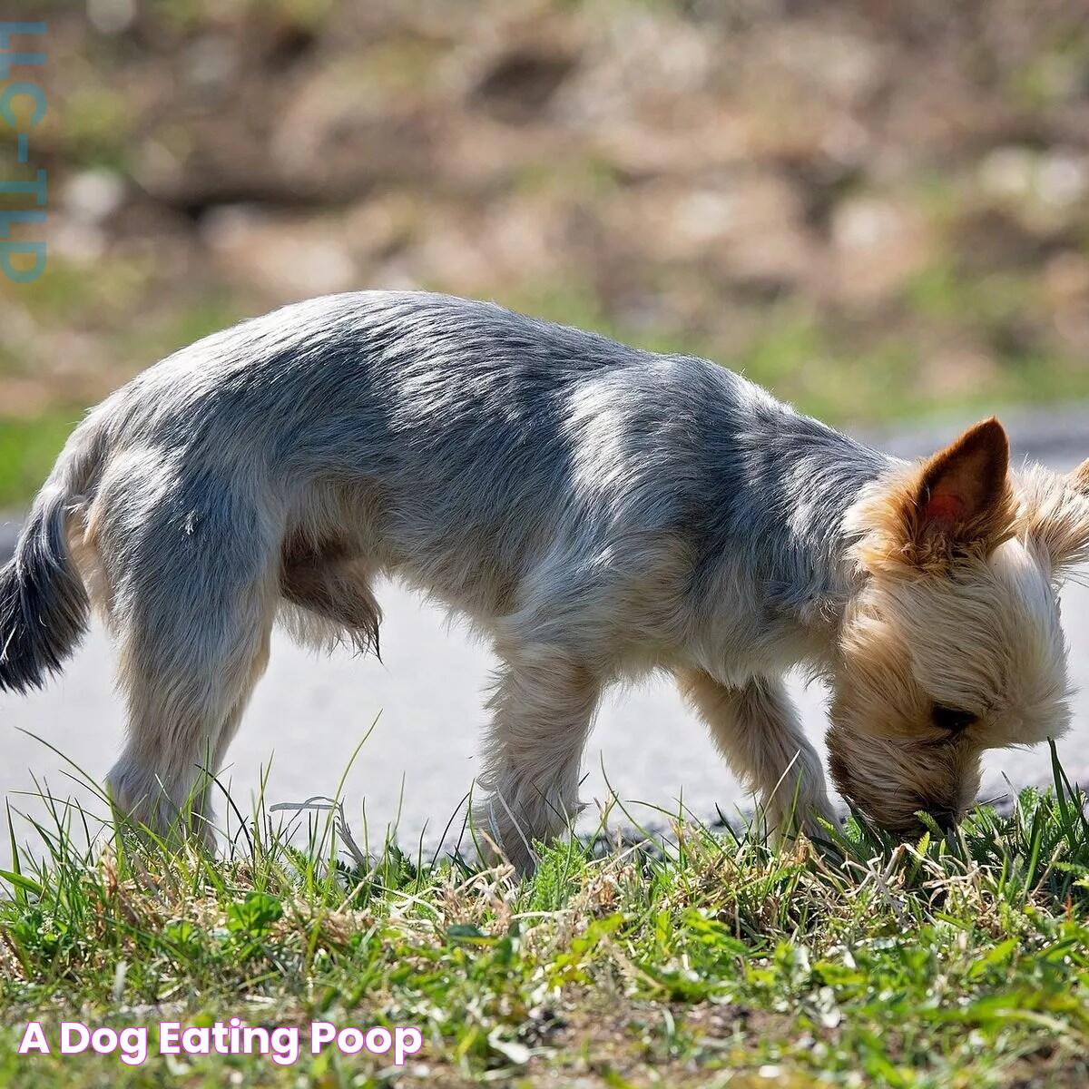 Why Is My Dog Eating Poop? Causes, Solutions, And Prevention