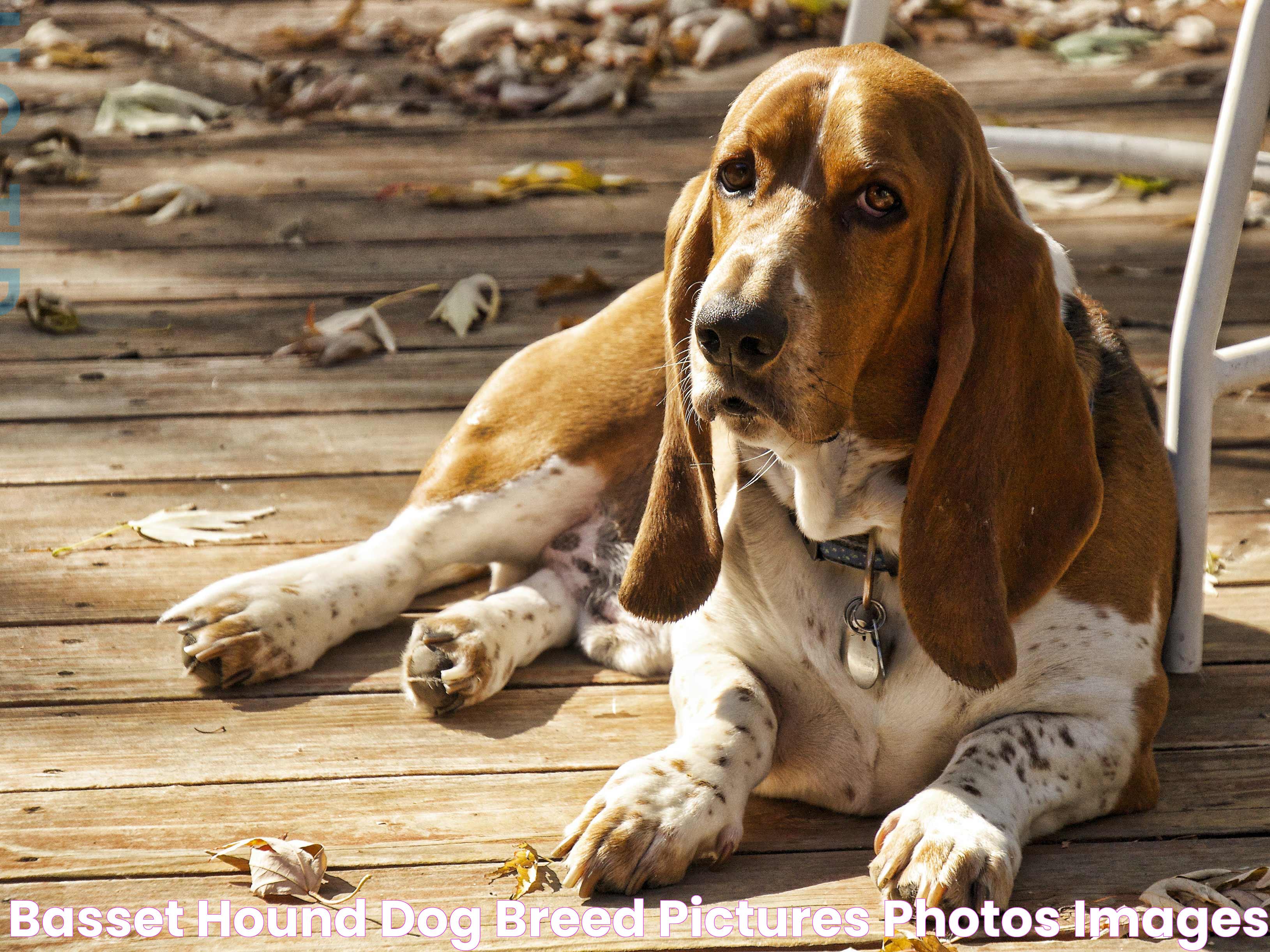 Hound Breeds: A Detailed Guide To Their Characteristics And Training