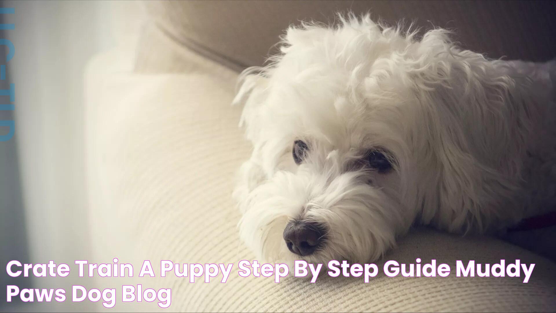 Mastering Puppy Crate Training: A Step-by-Step Guide For New Pet Owners