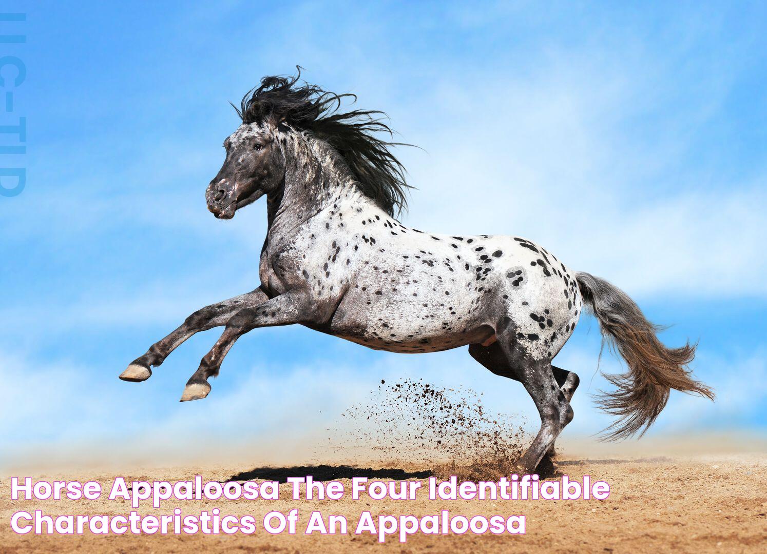 Appaloosa Horse: Traits, History, And Significance