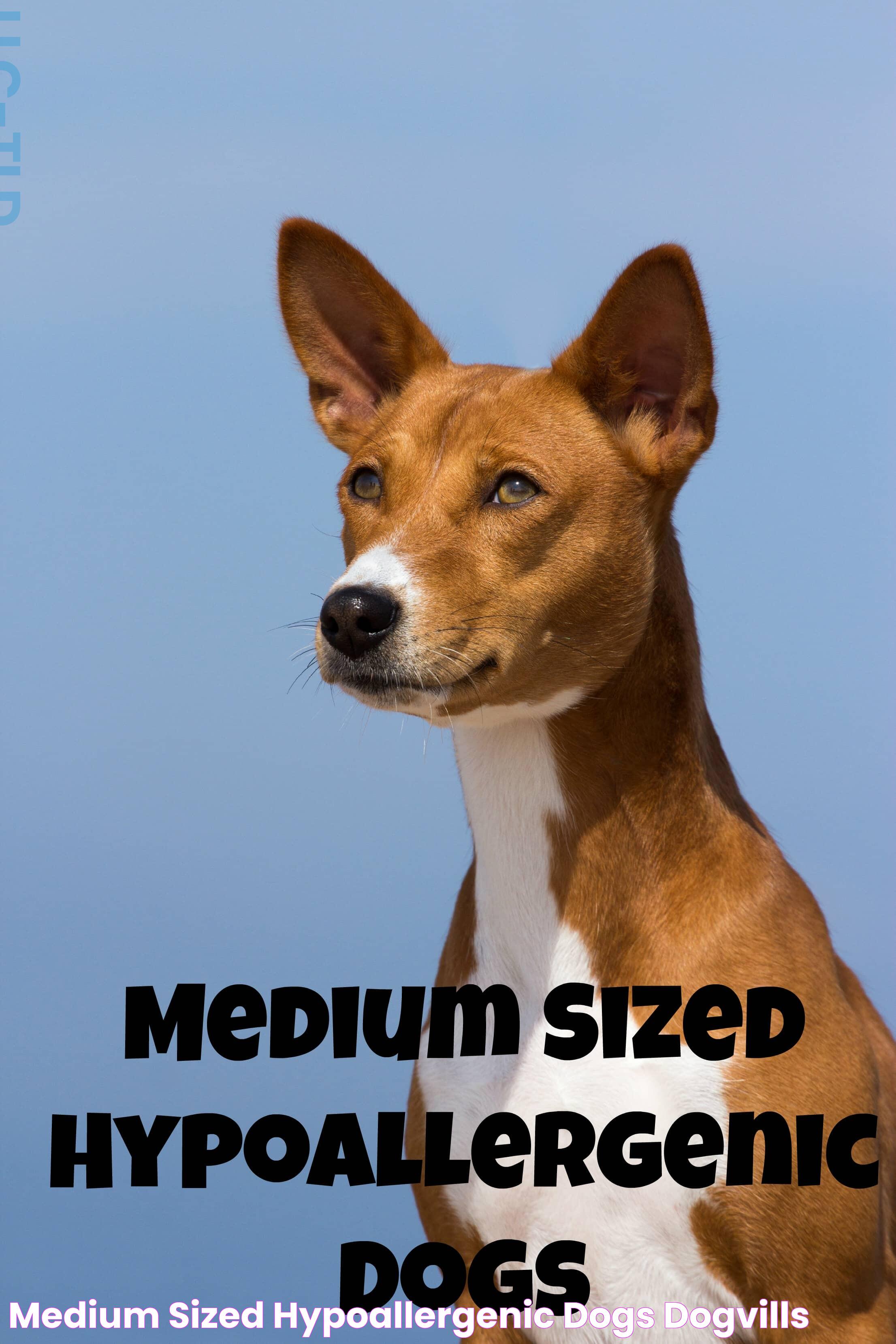 All About Medium Size Dogs: Traits, Care, And Breeds