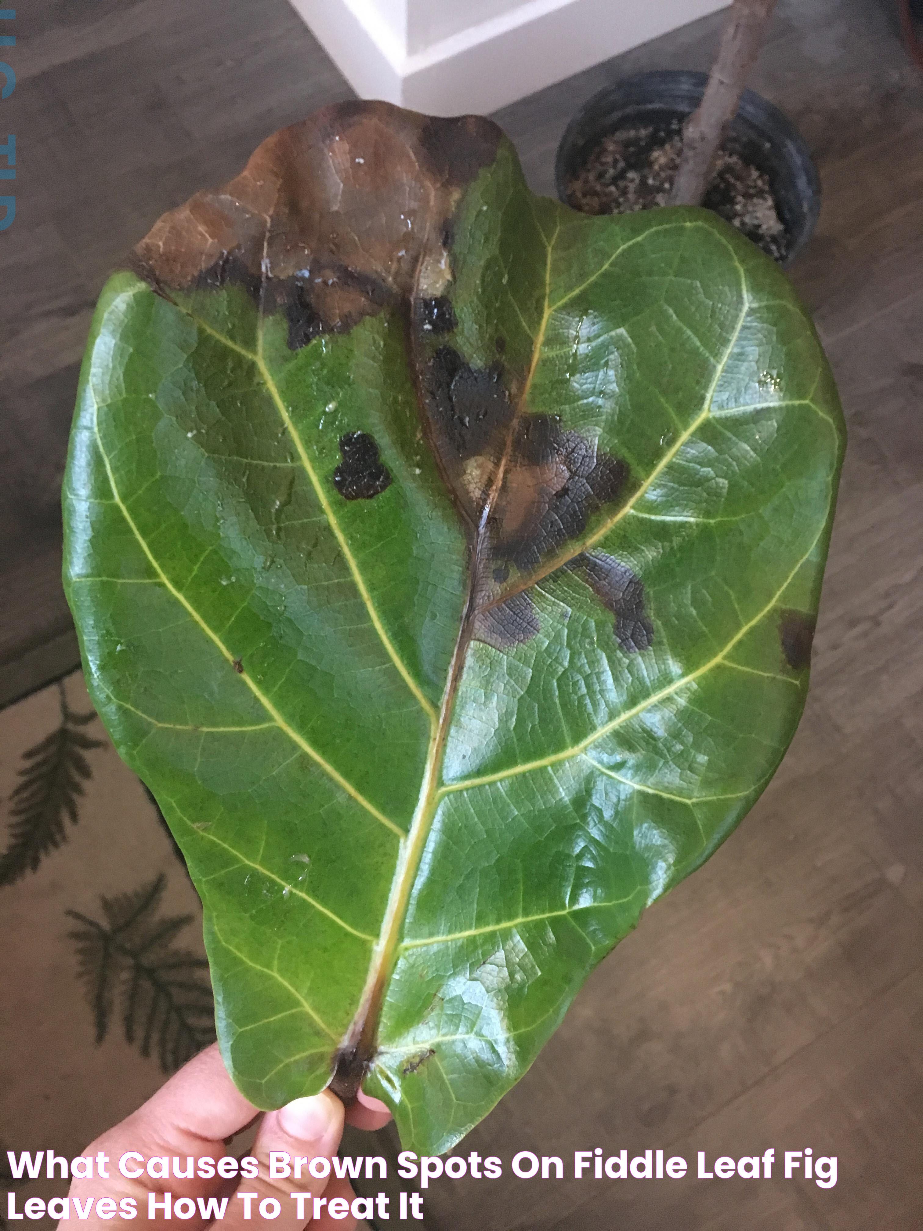 Fiddle Leaf Fig: Care Tips And Growth Secrets