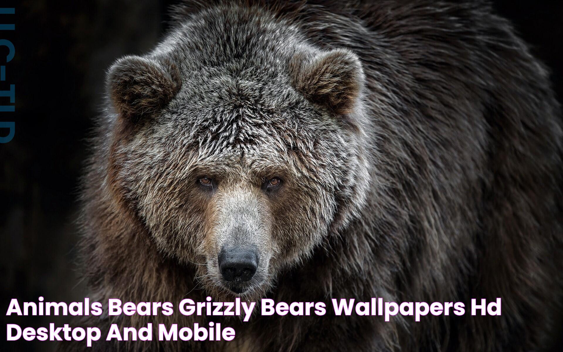 Are Brown Bears And Grizzly Bears The Same? Unraveling The Differences