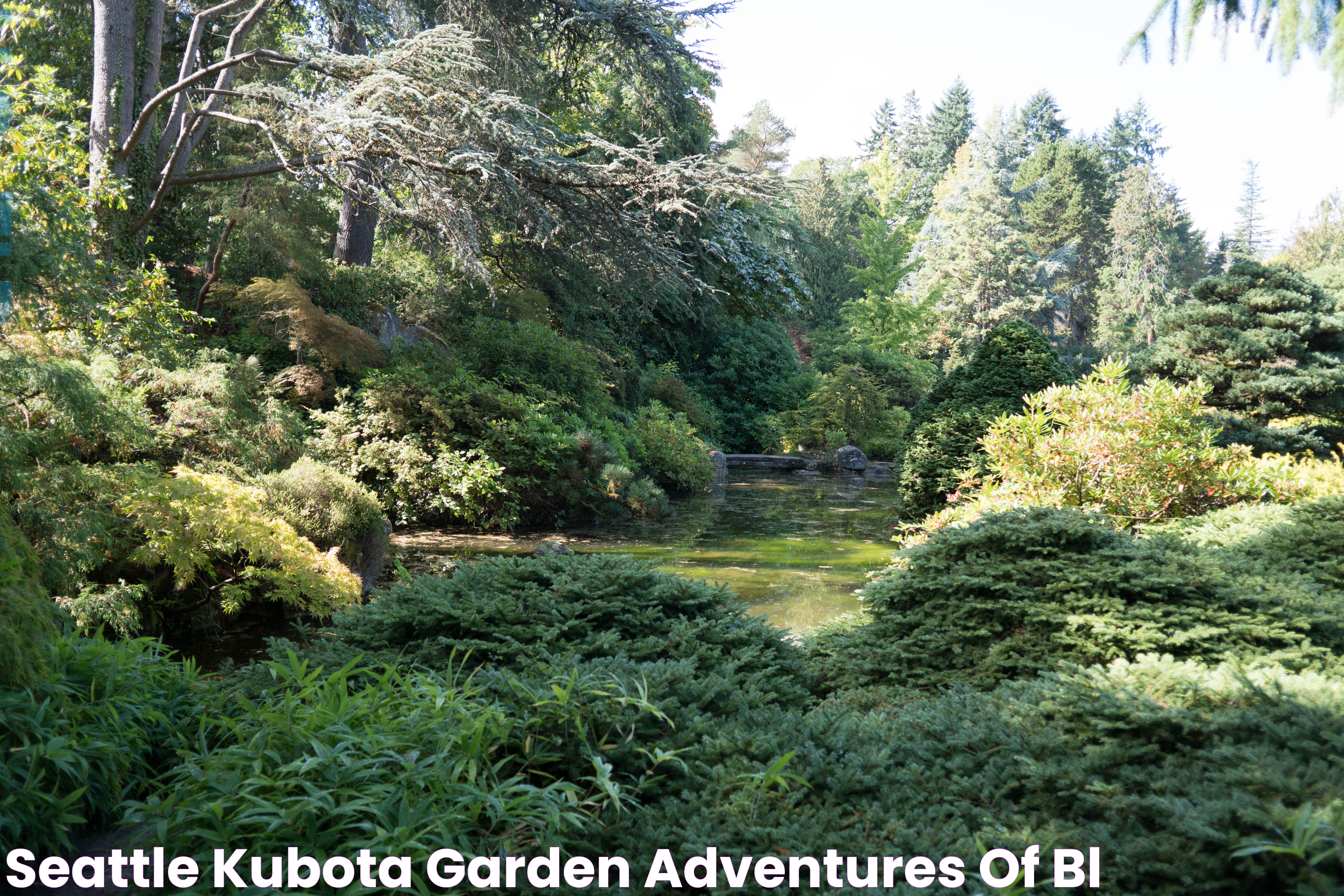 Discover The Charm And Beauty Of Kubota Garden Seattle