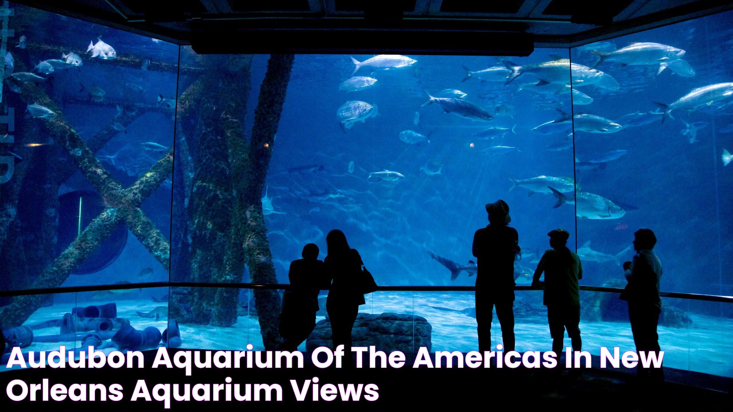 Exploring The Wonders Of Audubon Aquarium Of The Americas: A Marine Marvel