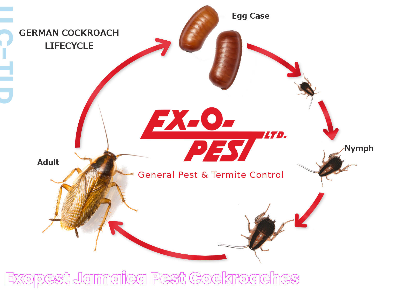 The Intriguing World Of Cockroaches: Can They Really Live In Your Body?