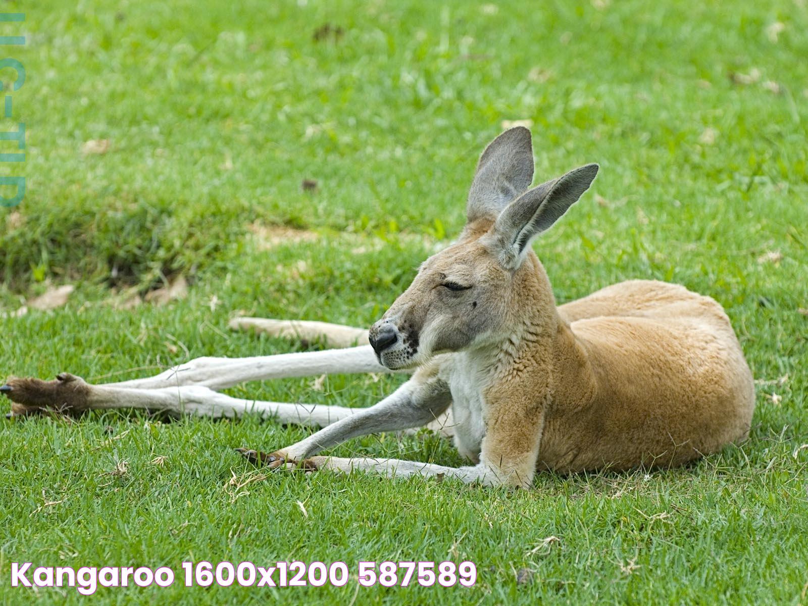 Sound Kangaroo: A Symphony Of Nature's Marvels