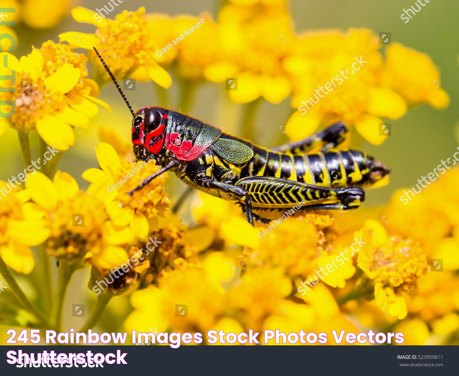 The Marvelous World Of The Rainbow Grasshopper: Nature&rsquo;s Vibrant Jewel