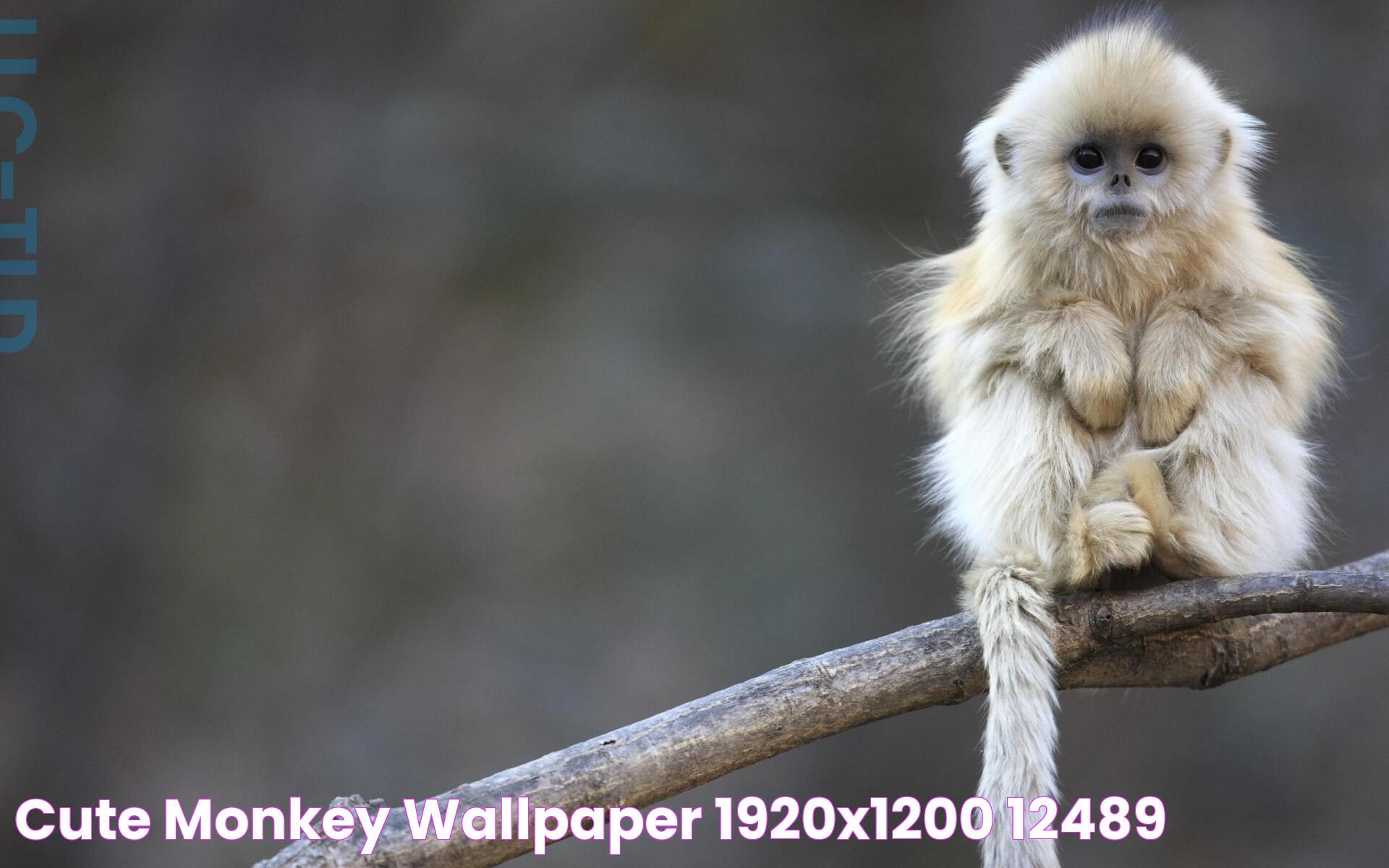 Adorable World Of The Cute Monkey: Facts, Care, And More