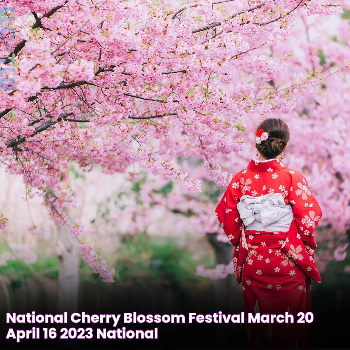 The Ultimate Guide To The Cherry Blossom Festival: Tradition, Beauty, And Celebration