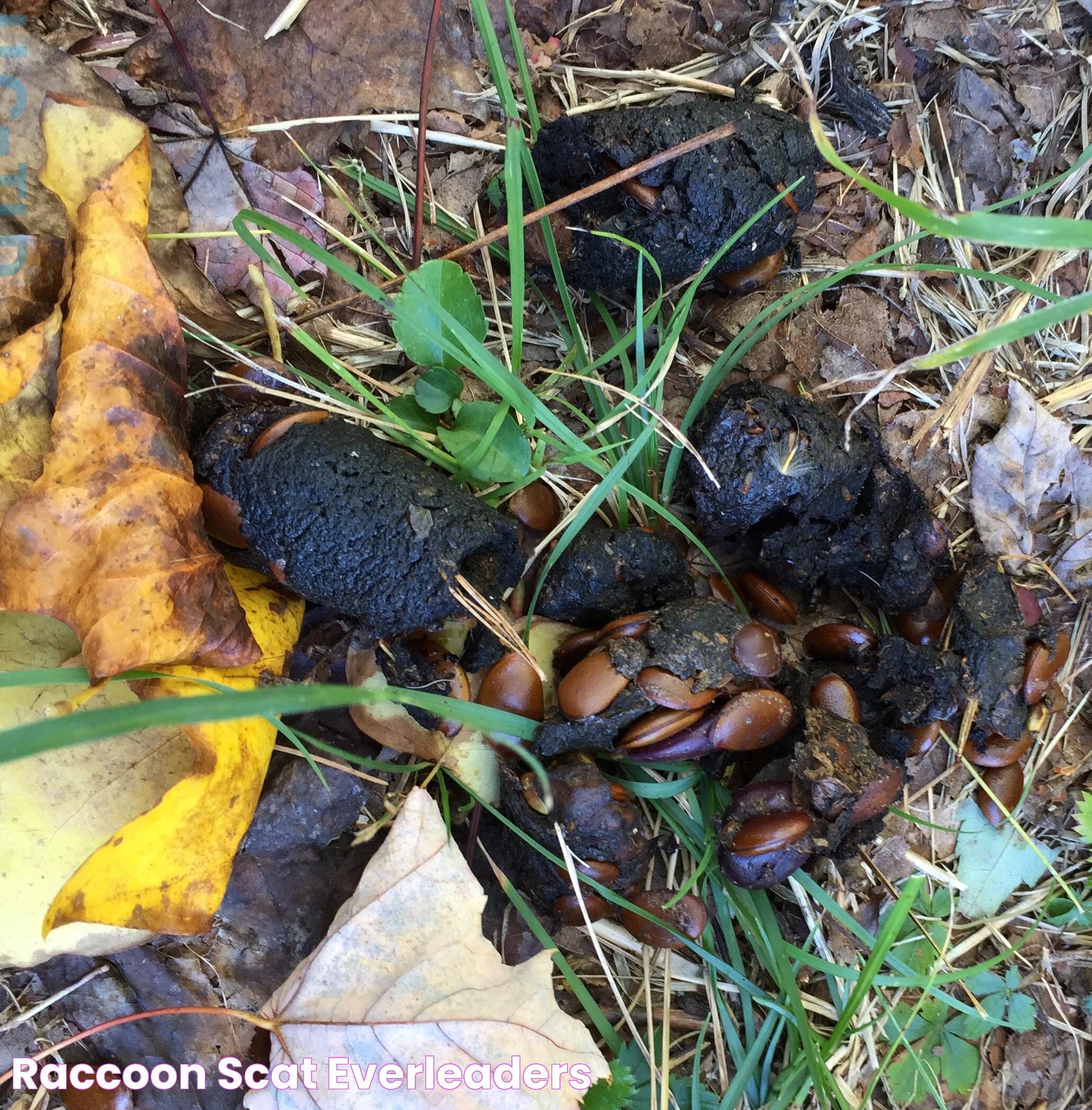 Detailed Guide: What Are Some Descriptions And Characteristics About A Raccoon Scat?