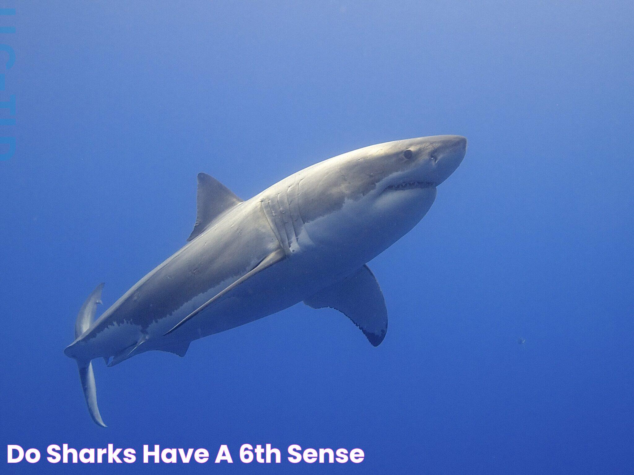 Do Sharks Have A Tongue? Facts And Fascination