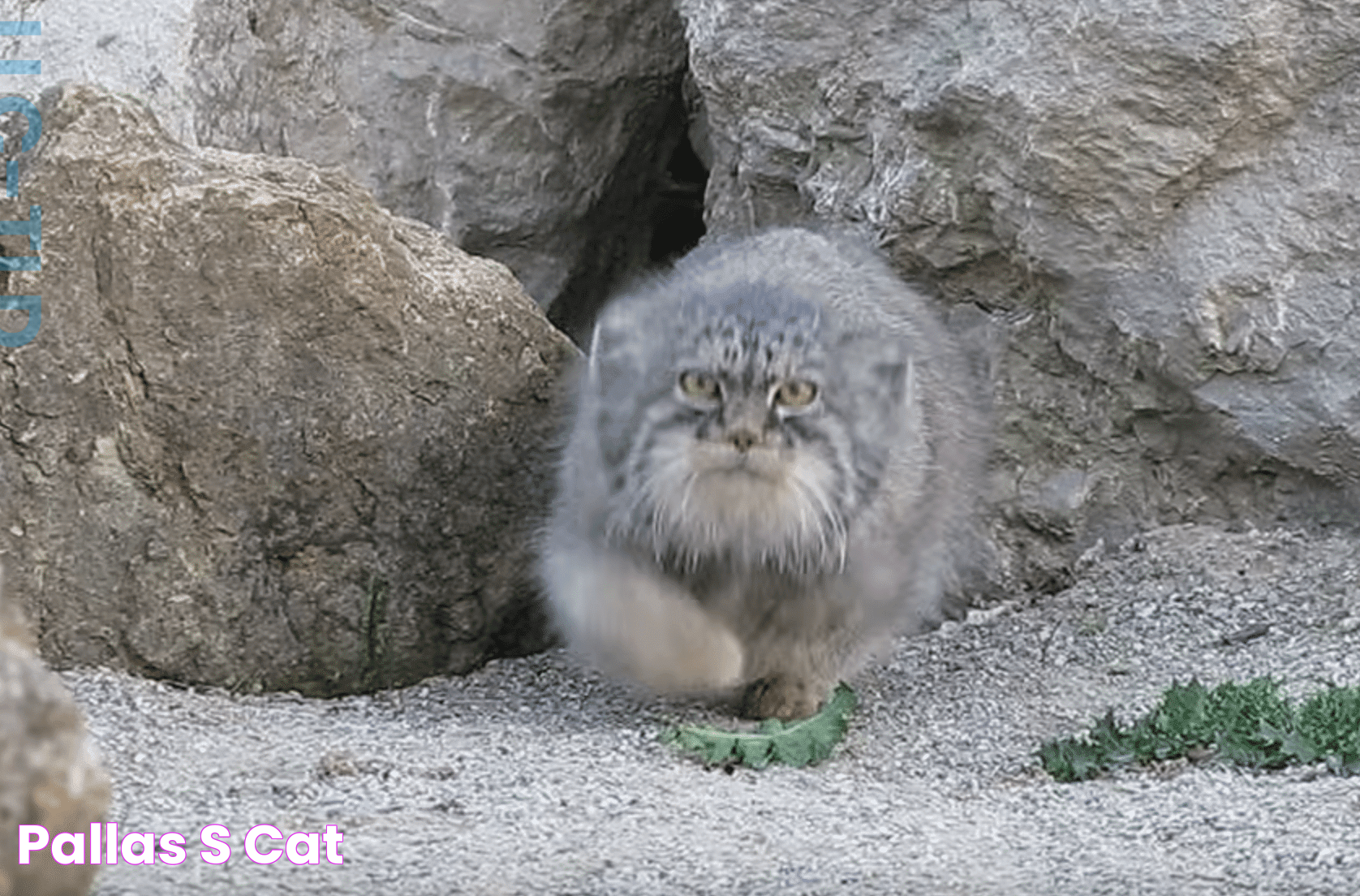 Secrets Of The Pallas's Cat: Nature's Fluffy Enigma