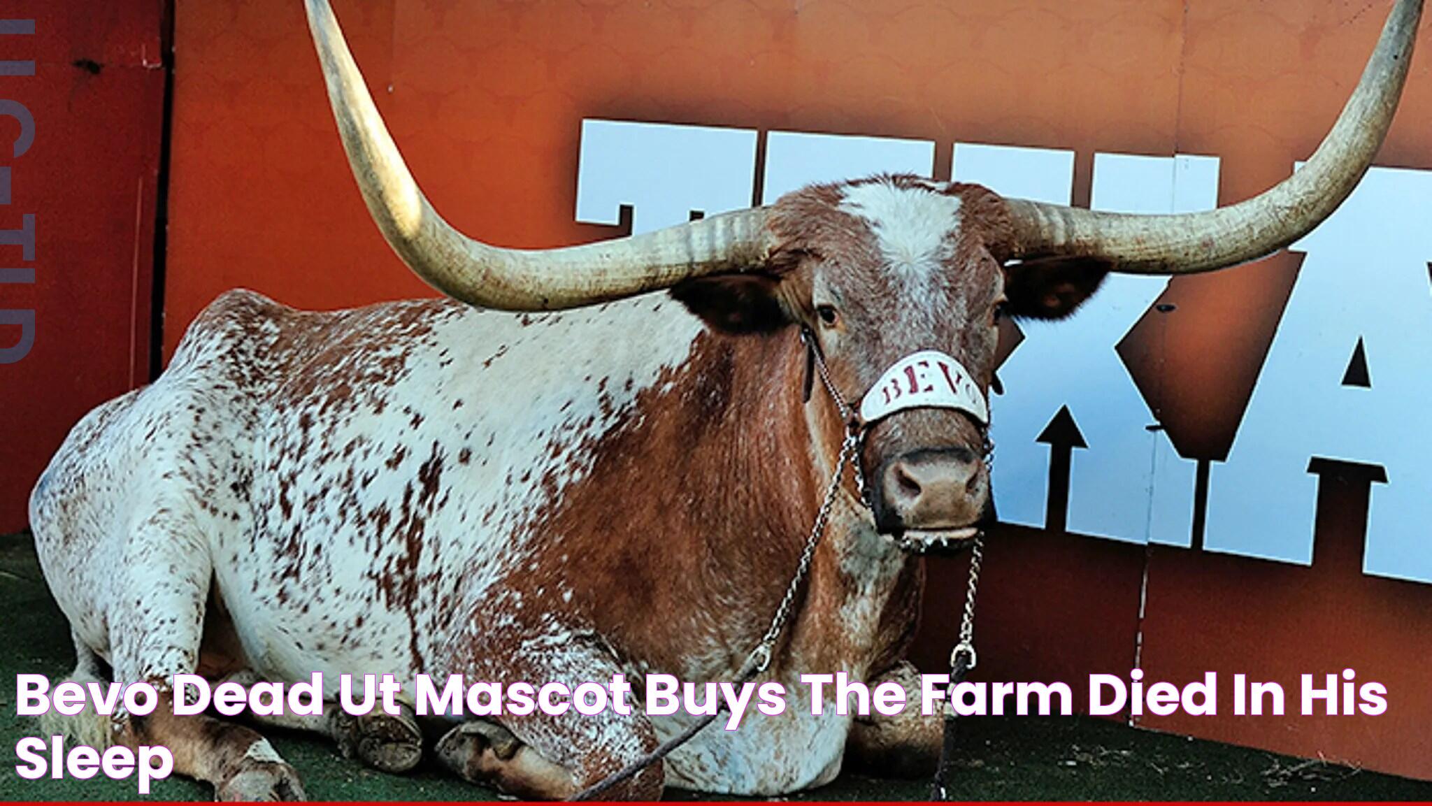 Bevo Texas: A Symbol Of Tradition And Pride In The Lone Star State