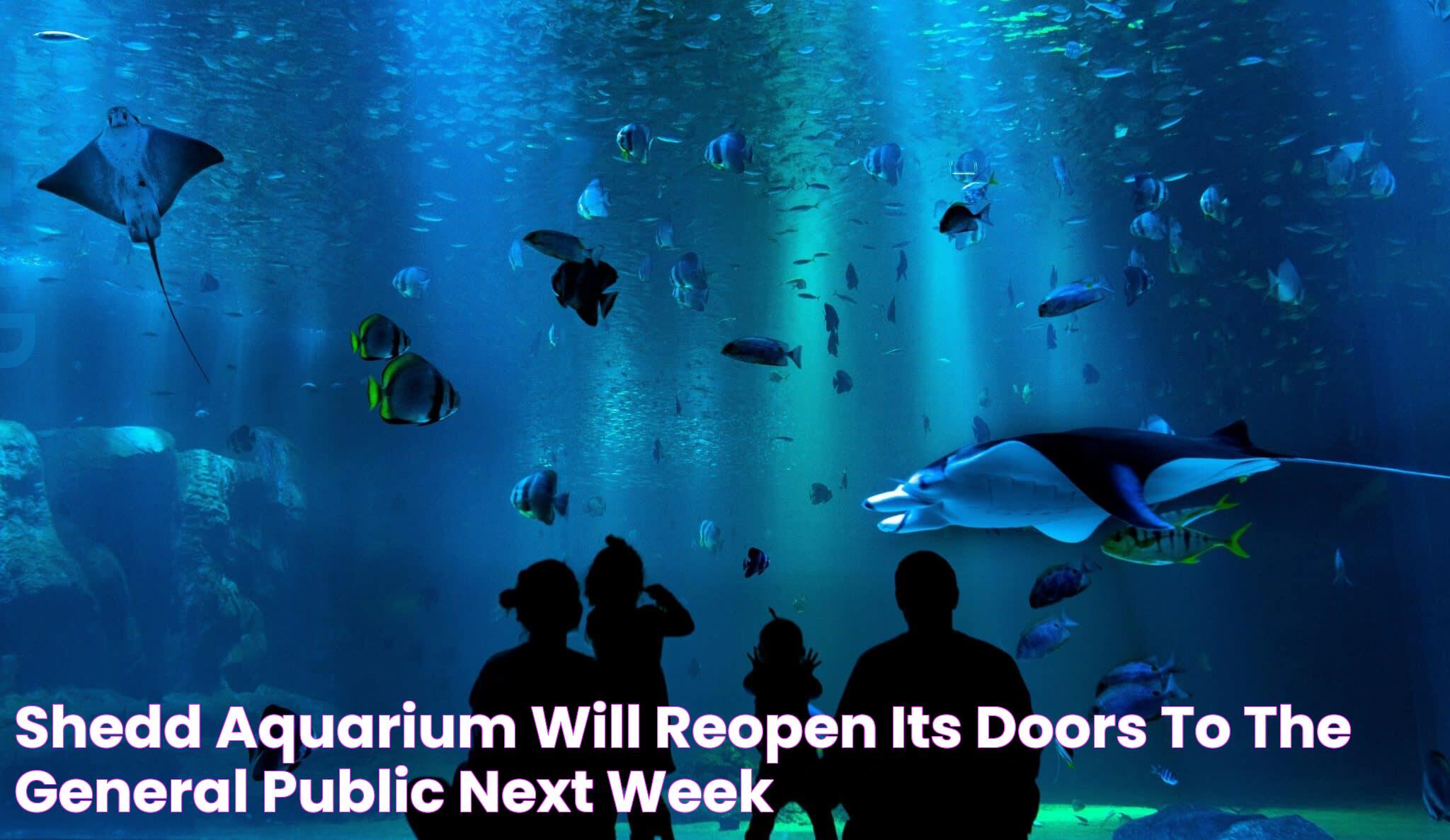 Chicago Aquarium: An In-Depth Guide To The Aquatic Marvel