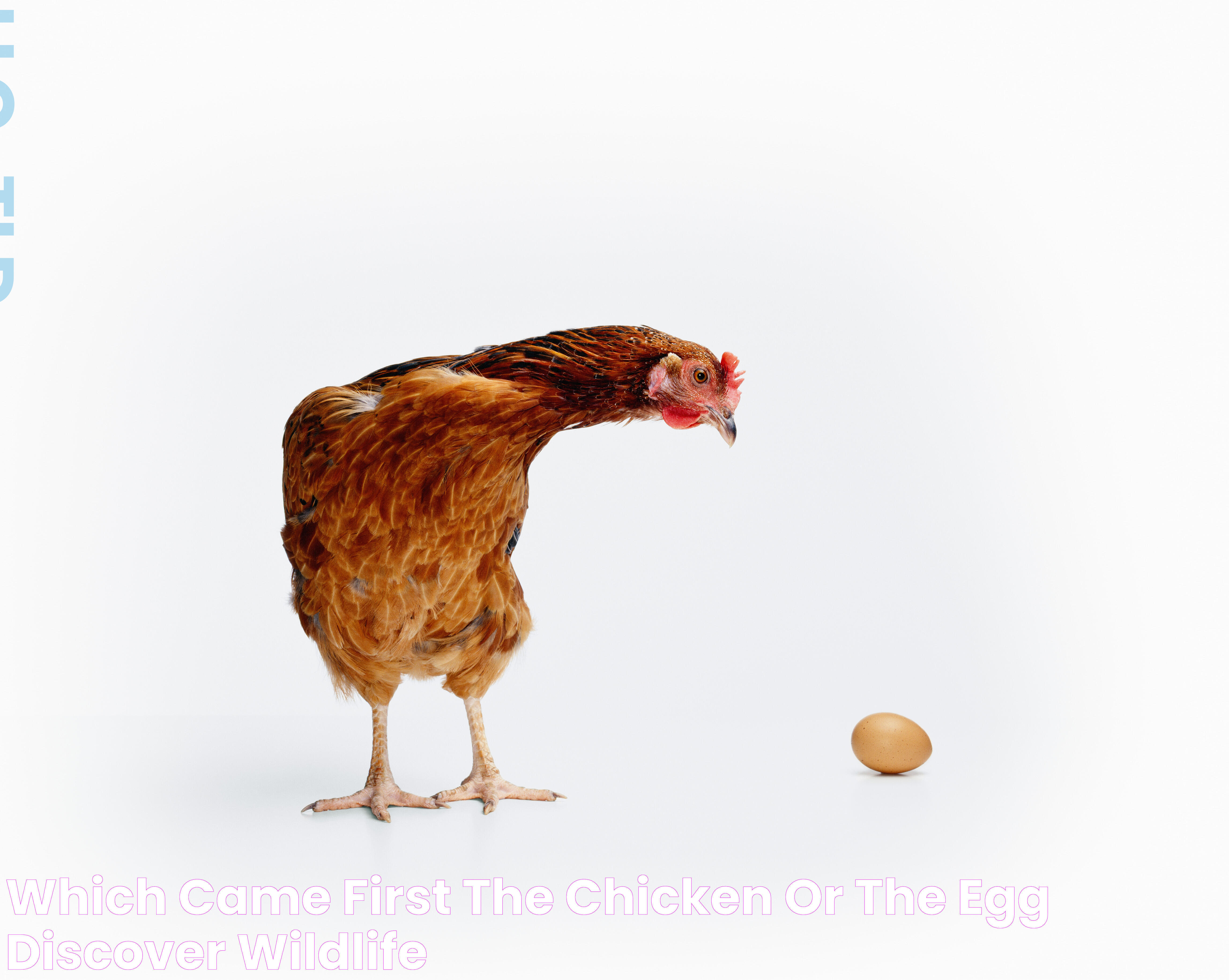 Delving Into The Age-Old Debate: Chicken Or Egg First?